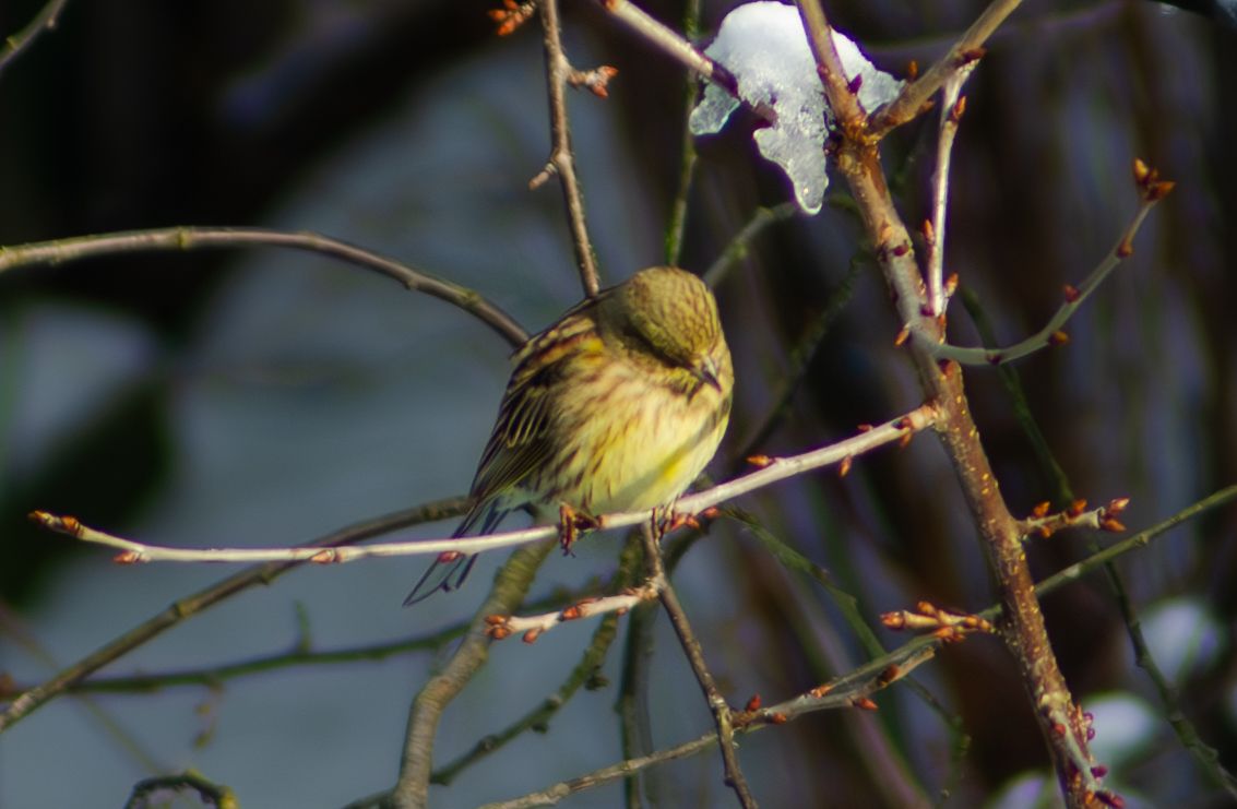 Zdjęcie 22 (legacy)